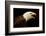 USA, Alaska. Haliaeetus leucocephalus, bald eagle portrait, captive.-David Slater-Framed Photographic Print