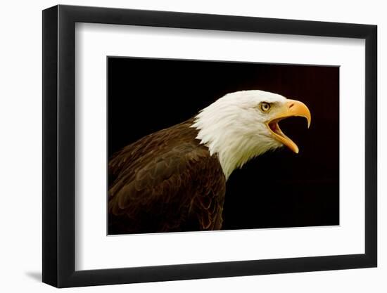 USA, Alaska. Haliaeetus leucocephalus, bald eagle portrait, captive.-David Slater-Framed Photographic Print