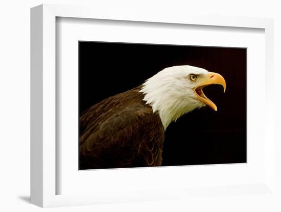 USA, Alaska. Haliaeetus leucocephalus, bald eagle portrait, captive.-David Slater-Framed Photographic Print