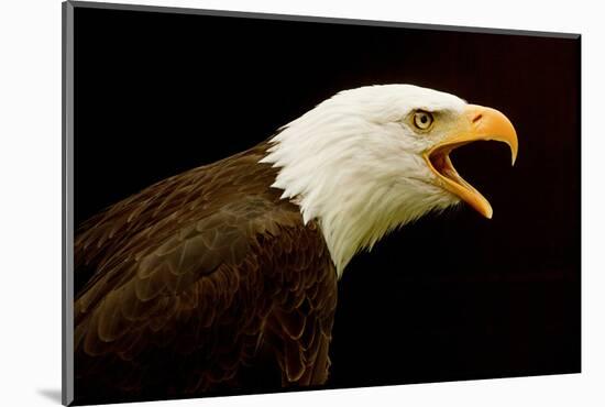 USA, Alaska. Haliaeetus leucocephalus, bald eagle portrait, captive.-David Slater-Mounted Photographic Print
