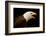 USA, Alaska. Haliaeetus leucocephalus, bald eagle portrait, captive.-David Slater-Framed Photographic Print