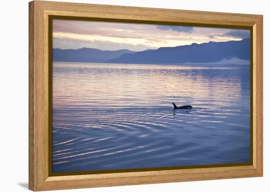 USA, Alaska, Inside Passage, Orcas Cruising-John Ford-Framed Premier Image Canvas