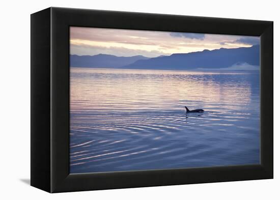 USA, Alaska, Inside Passage, Orcas Cruising-John Ford-Framed Premier Image Canvas