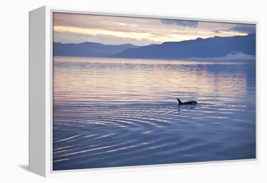 USA, Alaska, Inside Passage, Orcas Cruising-John Ford-Framed Premier Image Canvas