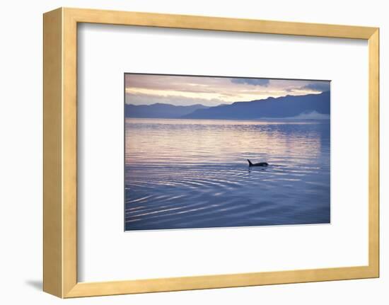 USA, Alaska, Inside Passage, Orcas Cruising-John Ford-Framed Photographic Print