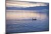 USA, Alaska, Inside Passage, Orcas Cruising-John Ford-Mounted Photographic Print