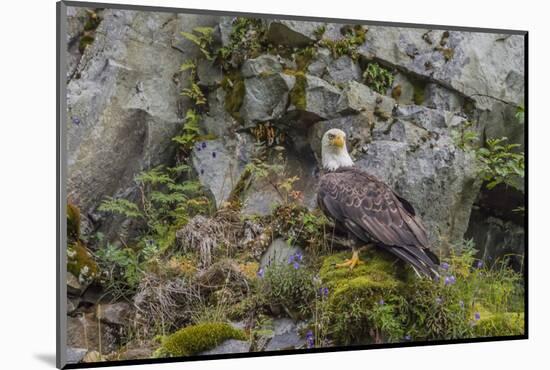 USA, Alaska, Katmai National Park. Bald Eagle in Amalik Bay.-Frank Zurey-Mounted Photographic Print