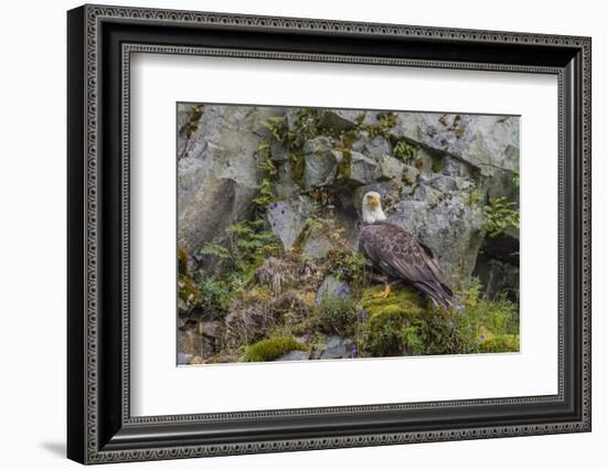 USA, Alaska, Katmai National Park. Bald Eagle in Amalik Bay.-Frank Zurey-Framed Photographic Print