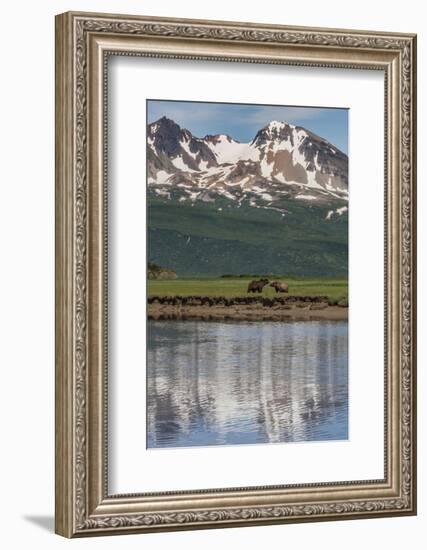 USA, Alaska, Katmai National Park. Coastal Brown Bears in marsh-Frank Zurey-Framed Photographic Print