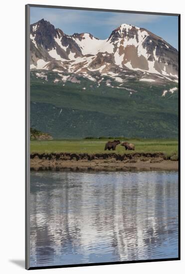 USA, Alaska, Katmai National Park. Coastal Brown Bears in marsh-Frank Zurey-Mounted Photographic Print
