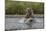 USA, Alaska, Katmai National Park. Grizzly Bear chasing salmon.-Frank Zurey-Mounted Photographic Print