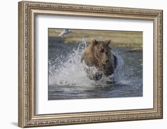 USA, Alaska, Katmai National Park. Grizzly Bear chasing salmon.-Frank Zurey-Framed Photographic Print