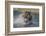 USA, Alaska, Katmai National Park. Grizzly Bear chasing salmon.-Frank Zurey-Framed Photographic Print