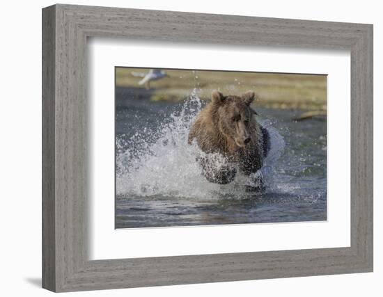 USA, Alaska, Katmai National Park. Grizzly Bear chasing salmon.-Frank Zurey-Framed Photographic Print