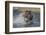 USA, Alaska, Katmai National Park. Grizzly Bear chasing salmon.-Frank Zurey-Framed Photographic Print