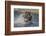 USA, Alaska, Katmai National Park. Grizzly Bear chasing salmon.-Frank Zurey-Framed Photographic Print