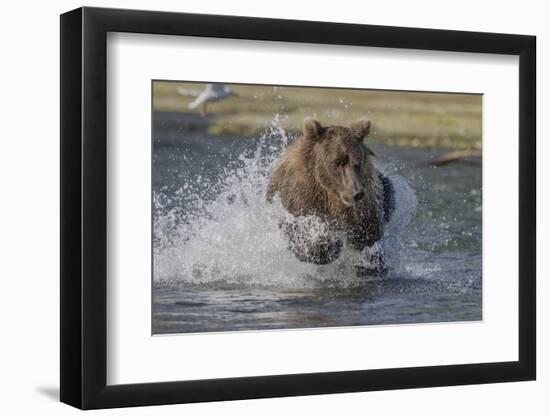 USA, Alaska, Katmai National Park. Grizzly Bear chasing salmon.-Frank Zurey-Framed Photographic Print