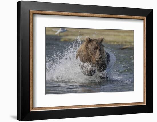 USA, Alaska, Katmai National Park. Grizzly Bear chasing salmon.-Frank Zurey-Framed Photographic Print