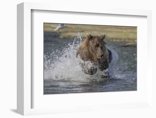 USA, Alaska, Katmai National Park. Grizzly Bear chasing salmon.-Frank Zurey-Framed Photographic Print