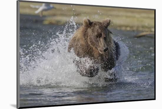 USA, Alaska, Katmai National Park. Grizzly Bear chasing salmon.-Frank Zurey-Mounted Photographic Print