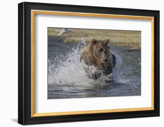 USA, Alaska, Katmai National Park. Grizzly Bear chasing salmon.-Frank Zurey-Framed Photographic Print