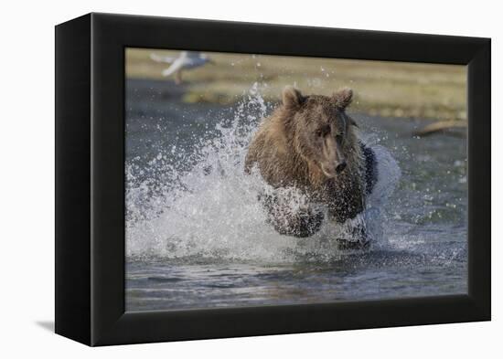 USA, Alaska, Katmai National Park. Grizzly Bear chasing salmon.-Frank Zurey-Framed Premier Image Canvas