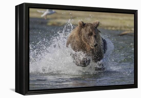 USA, Alaska, Katmai National Park. Grizzly Bear chasing salmon.-Frank Zurey-Framed Premier Image Canvas