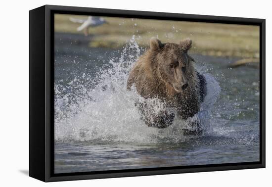 USA, Alaska, Katmai National Park. Grizzly Bear chasing salmon.-Frank Zurey-Framed Premier Image Canvas