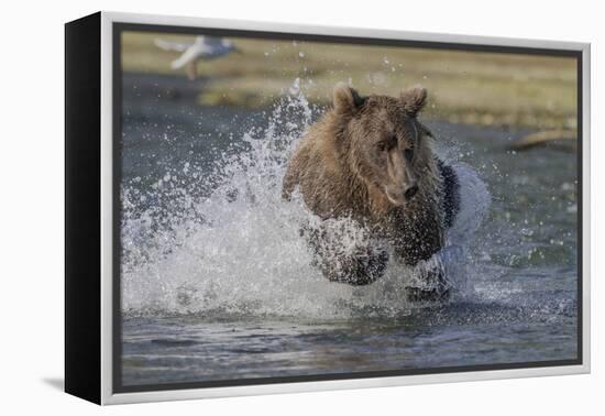 USA, Alaska, Katmai National Park. Grizzly Bear chasing salmon.-Frank Zurey-Framed Premier Image Canvas