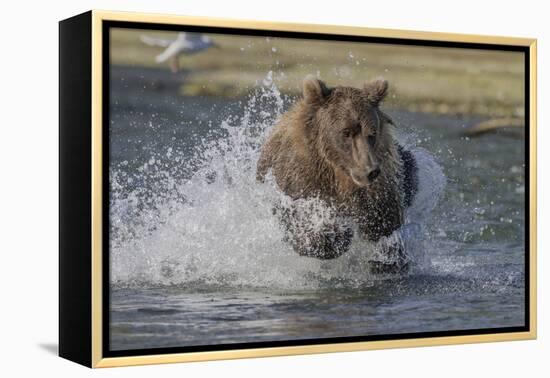 USA, Alaska, Katmai National Park. Grizzly Bear chasing salmon.-Frank Zurey-Framed Premier Image Canvas