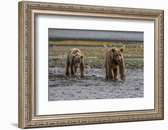 USA, Alaska, Katmai National Park. Grizzly Bear cubs looking for food.-Frank Zurey-Framed Photographic Print