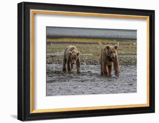 USA, Alaska, Katmai National Park. Grizzly Bear cubs looking for food.-Frank Zurey-Framed Photographic Print