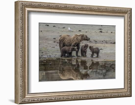 USA, Alaska, Katmai National Park. Grizzly Bear mom with triplet cubs.-Frank Zurey-Framed Photographic Print