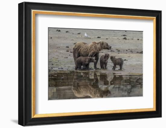 USA, Alaska, Katmai National Park. Grizzly Bear mom with triplet cubs.-Frank Zurey-Framed Photographic Print