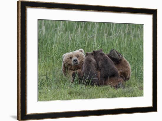 USA, Alaska, Katmai National Park, Hallo Bay. Coastal Brown Bear nursing-Frank Zurey-Framed Premium Photographic Print