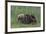 USA, Alaska, Katmai National Park, Hallo Bay. Coastal Brown Bear nursing-Frank Zurey-Framed Premium Photographic Print