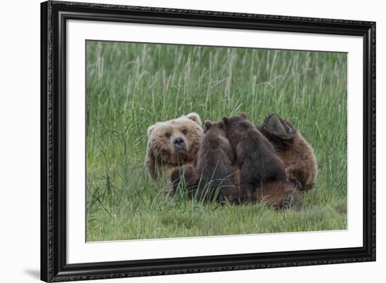 USA, Alaska, Katmai National Park, Hallo Bay. Coastal Brown Bear nursing-Frank Zurey-Framed Premium Photographic Print