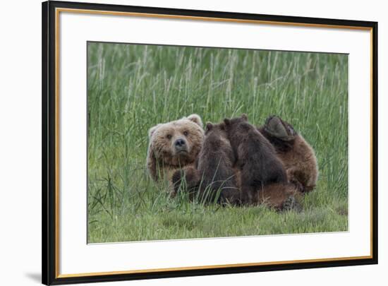 USA, Alaska, Katmai National Park, Hallo Bay. Coastal Brown Bear nursing-Frank Zurey-Framed Premium Photographic Print