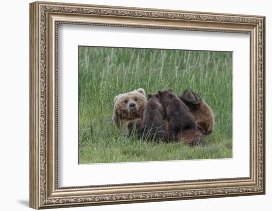 USA, Alaska, Katmai National Park, Hallo Bay. Coastal Brown Bear nursing-Frank Zurey-Framed Photographic Print