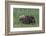 USA, Alaska, Katmai National Park, Hallo Bay. Coastal Brown Bear nursing-Frank Zurey-Framed Photographic Print