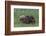 USA, Alaska, Katmai National Park, Hallo Bay. Coastal Brown Bear nursing-Frank Zurey-Framed Photographic Print