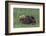 USA, Alaska, Katmai National Park, Hallo Bay. Coastal Brown Bear nursing-Frank Zurey-Framed Photographic Print