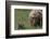 USA, Alaska, Katmai National Park, Hallo Bay. Coastal Brown Bear with cub-Frank Zurey-Framed Photographic Print