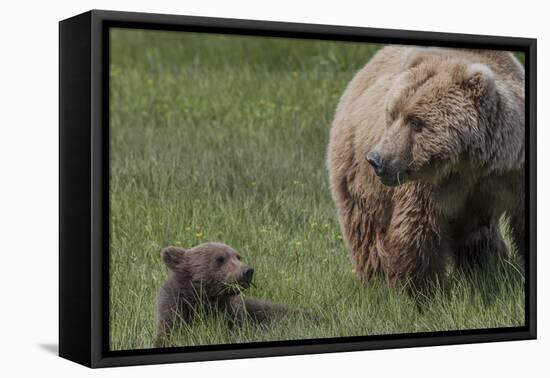 USA, Alaska, Katmai National Park, Hallo Bay. Coastal Brown Bear with cub-Frank Zurey-Framed Premier Image Canvas