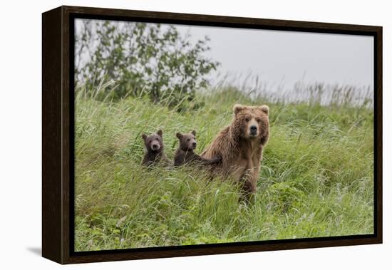 USA, Alaska, Katmai National Park, Hallo Bay. Coastal Brown Bear with twins-Frank Zurey-Framed Premier Image Canvas