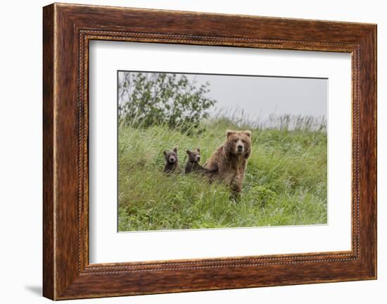 USA, Alaska, Katmai National Park, Hallo Bay. Coastal Brown Bear with twins-Frank Zurey-Framed Photographic Print