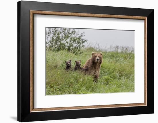 USA, Alaska, Katmai National Park, Hallo Bay. Coastal Brown Bear with twins-Frank Zurey-Framed Photographic Print