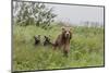 USA, Alaska, Katmai National Park, Hallo Bay. Coastal Brown Bear with twins-Frank Zurey-Mounted Photographic Print