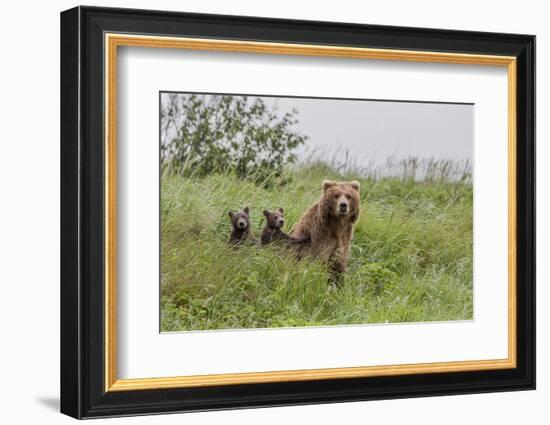 USA, Alaska, Katmai National Park, Hallo Bay. Coastal Brown Bear with twins-Frank Zurey-Framed Photographic Print