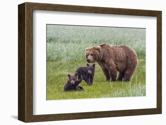 USA, Alaska, Katmai National Park, Hallo Bay. Coastal Brown Bear with twins-Frank Zurey-Framed Photographic Print